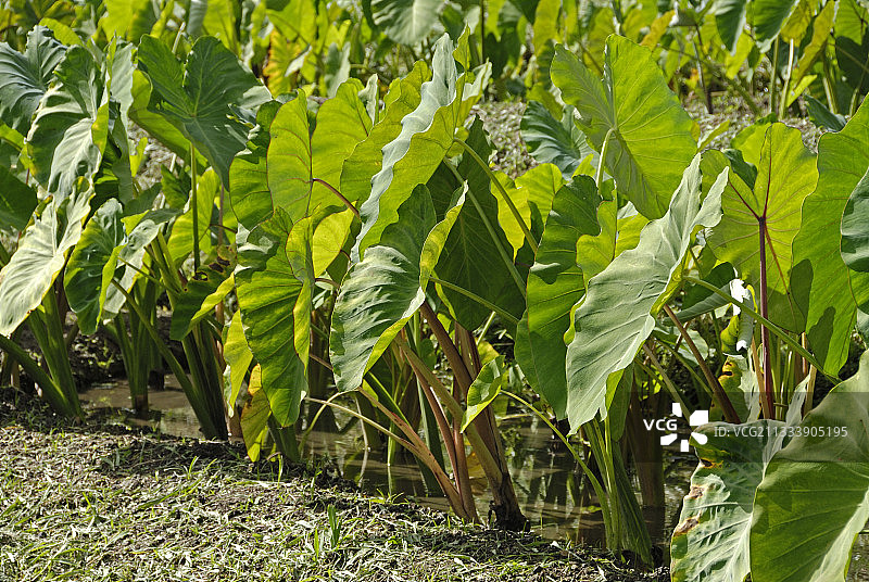新喀里多尼亚的灌溉芋头作物图片素材