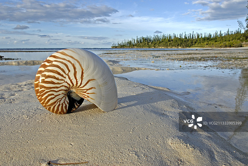 松树岛海滩上的鹦鹉螺贝壳图片素材