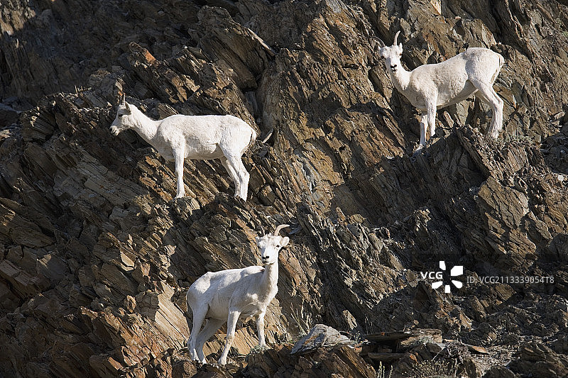 加拿大育空地区伊瓦维克国家公园的达尔绵羊图片素材