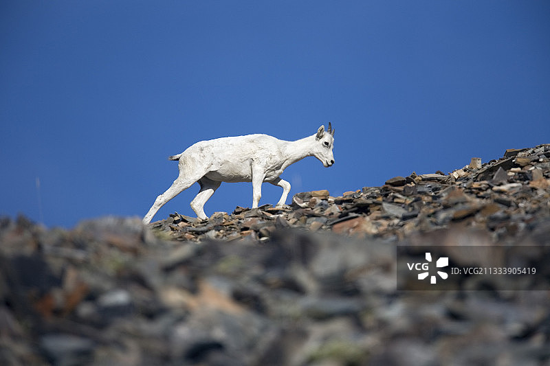 加拿大育空地区伊瓦维克国家公园的达尔绵羊图片素材