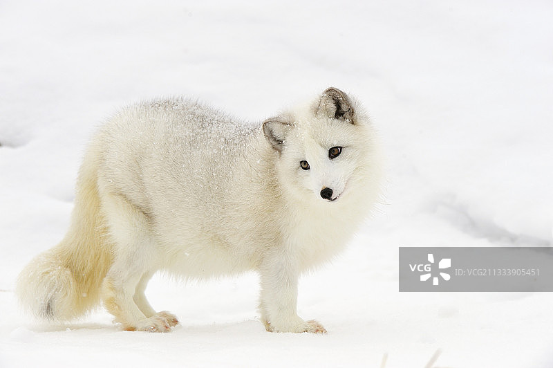 雪地里的北极狐图片素材