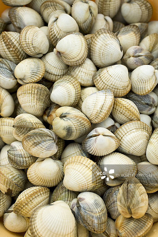 法国格雷夫·德古尔文的鸟蛤特写图片素材