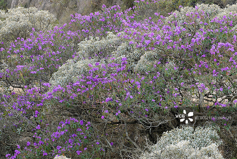 巴西米纳斯吉拉斯州卡纳斯特拉山脉的紫色荣耀树图片素材