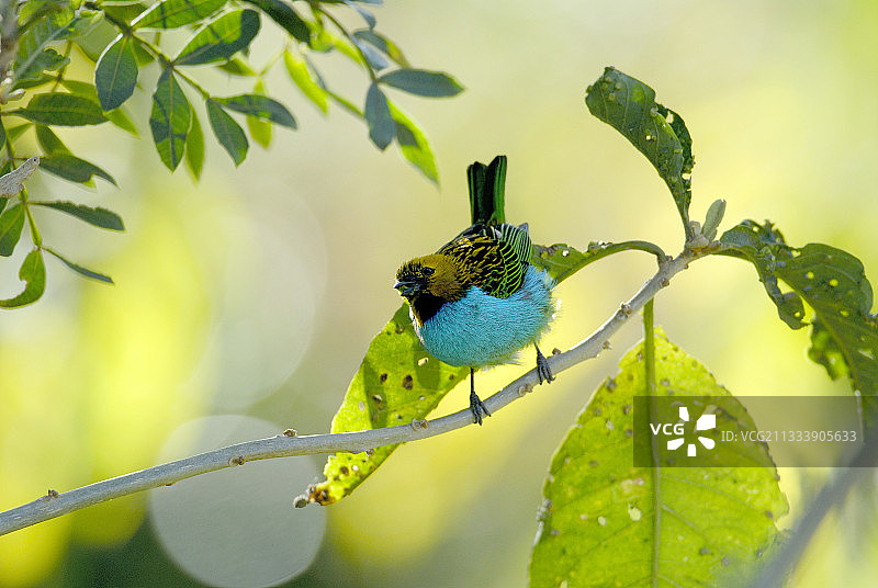 巴西米纳斯吉拉斯州卡拉卡金边绿咬鹃图片素材