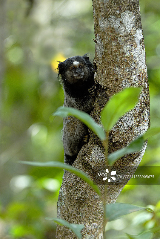 巴西卡纳斯特拉山脉的黑丛狨图片素材