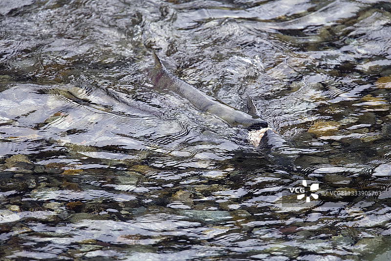 育空加拿大灰熊啃食的三文鱼图片素材