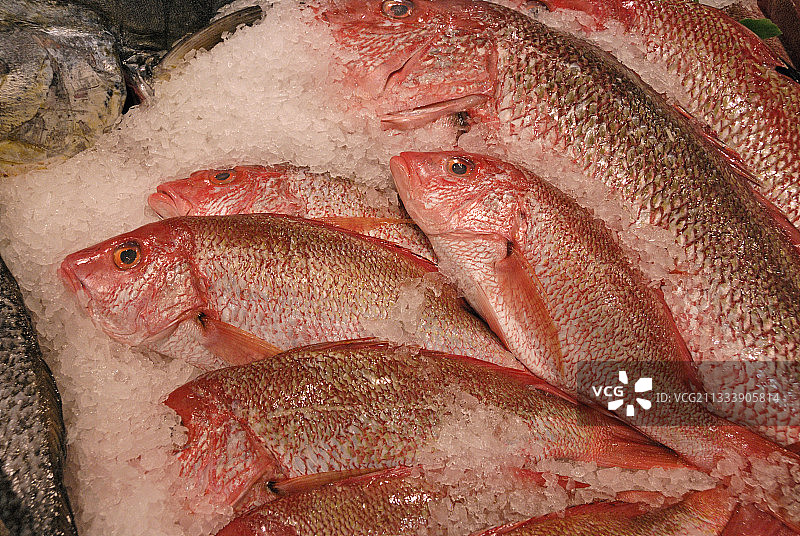 马提尼克岛的南方红鲷鱼图片素材