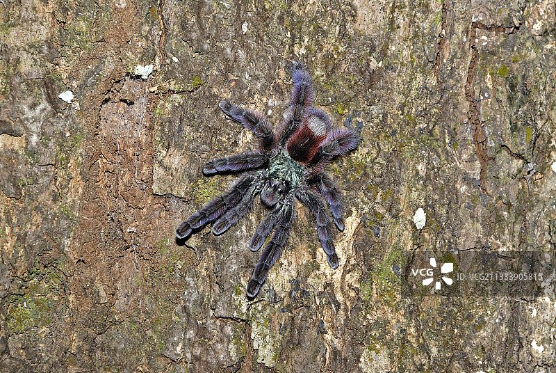 马提尼克岛树干上的安的列斯粉趾狼蛛图片素材
