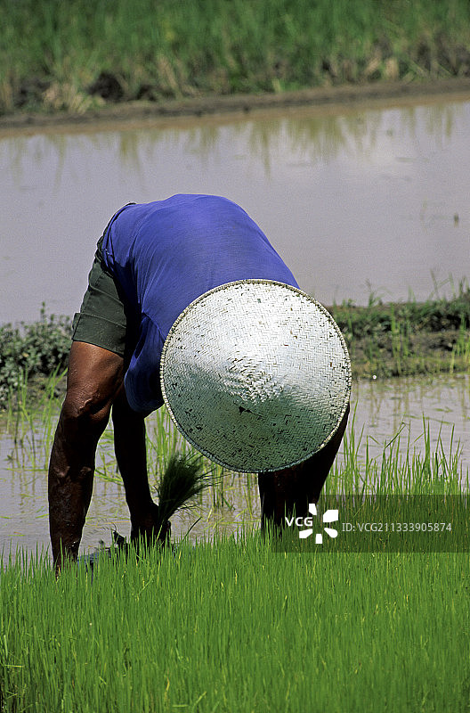 印度尼西亚农民正在插秧图片素材