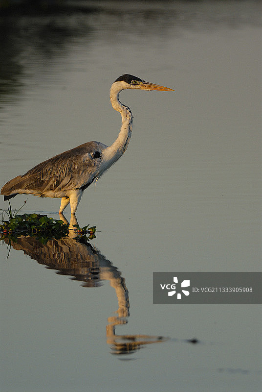巴西马托格罗索潘塔纳尔的鹭图片素材