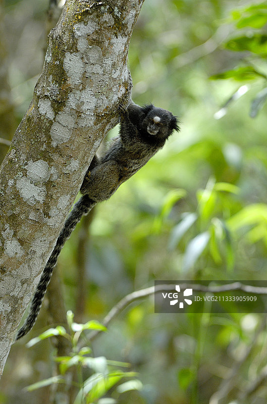 黑丛毛猴，巴西米纳斯吉拉斯州卡纳斯特拉山图片素材