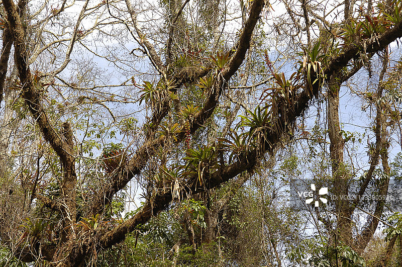 图里亚尔瓦火山树上的附生植物，哥斯达黎加图片素材