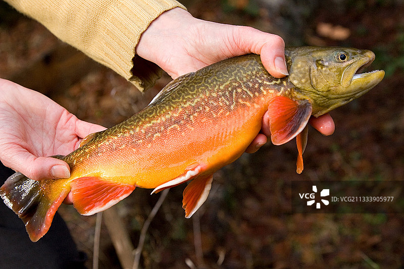具有婚姻色的雄性鲑科鱼类，法国杜省图片素材