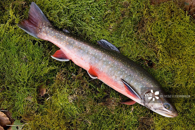 通过杂交培育鱼类的品种和形态图片素材