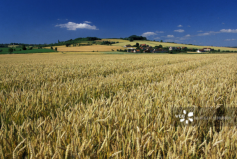成熟的麦田图片素材
