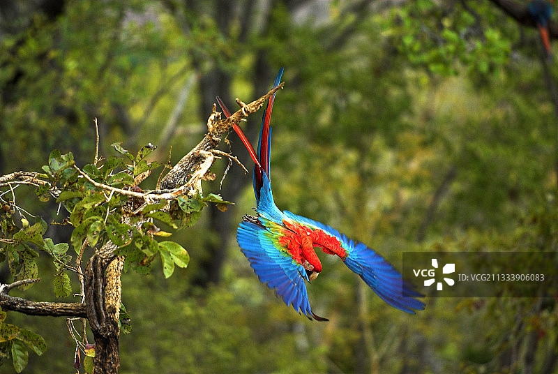 巴西皮奥伊塞拉多飞行中的红绿金刚鹦鹉图片素材