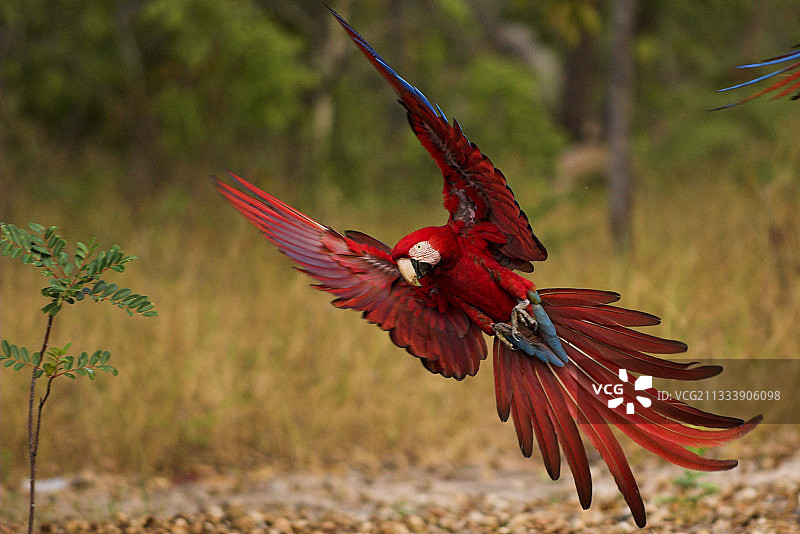 飞行中的红绿金刚鹦鹉，巴西皮奥伊州塞拉多图片素材