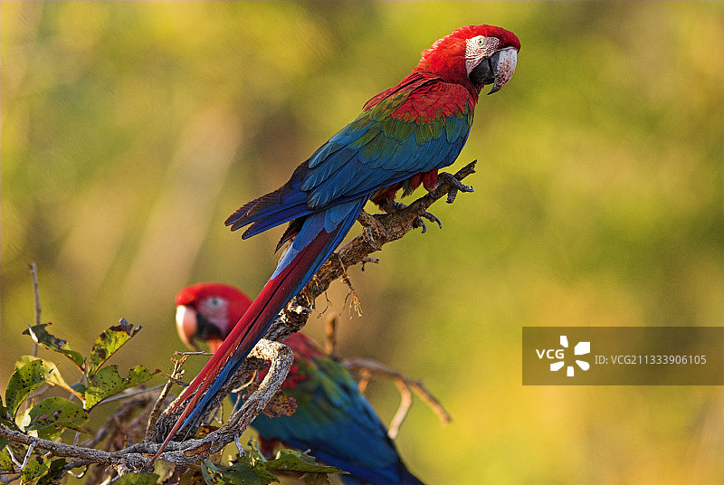 栖息在巴西皮奥伊塞拉多树枝上的红绿金刚鹦鹉图片素材