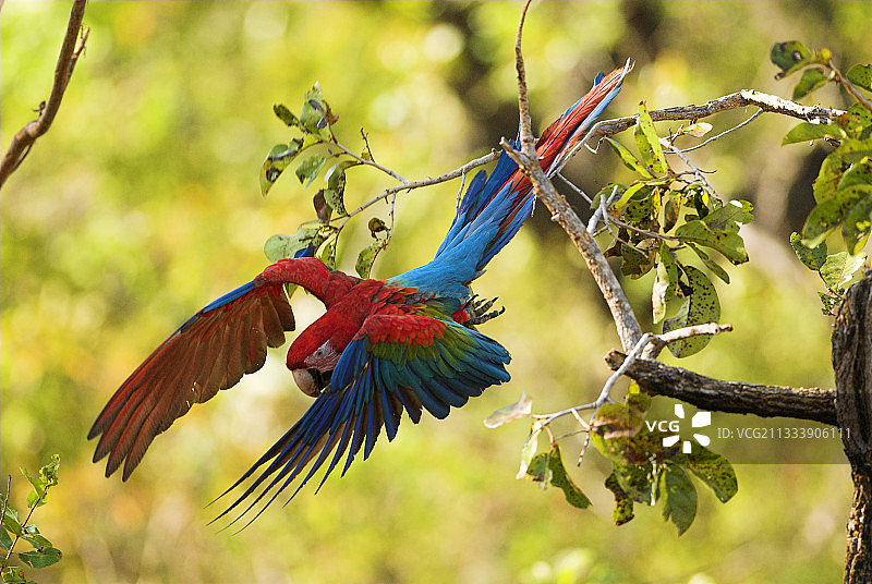 飞行中的红绿金刚鹦鹉，巴西皮奥伊州塞拉多图片素材
