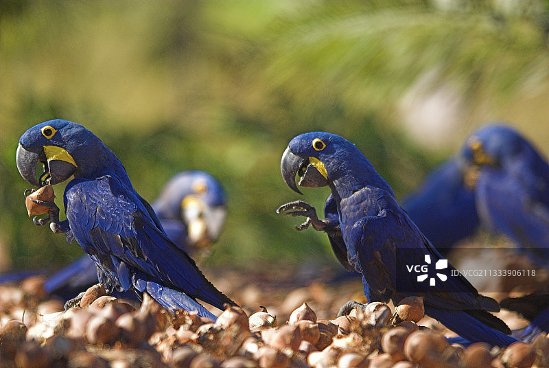 巴西皮奥伊塞拉多，风信子金刚鹦鹉吃棕榈坚果图片素材