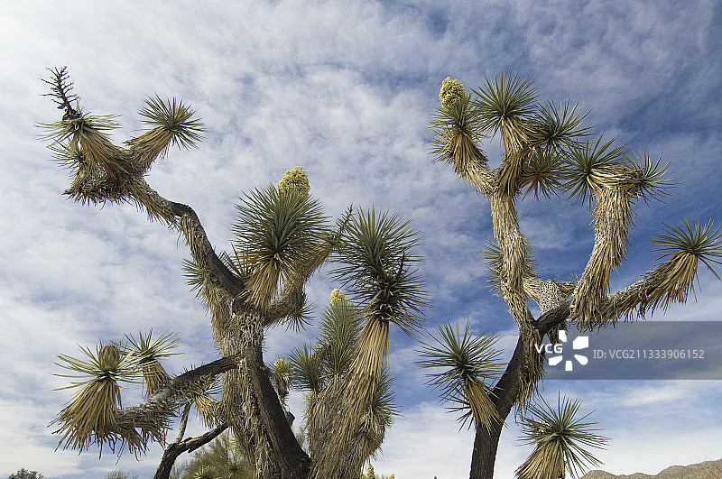 美国亚利桑那州索诺拉沙漠的丝兰图片素材