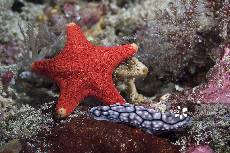 印度洋海星和裸鳃海蛞蝓图片素材