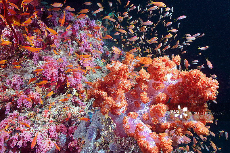 当优势雄性消失时，雌性领袖（女王）会变成雄性图片素材