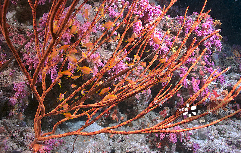 红海中的一群棘花鲈和鞭珊瑚图片素材