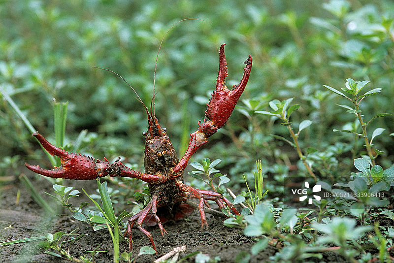 卢瓦尔-大西洋的红色沼泽螯虾（法国）图片素材