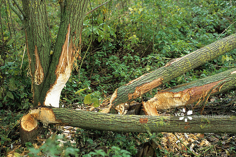 卢瓦尔河沿岸被欧洲海狸砍伐的柳树图片素材