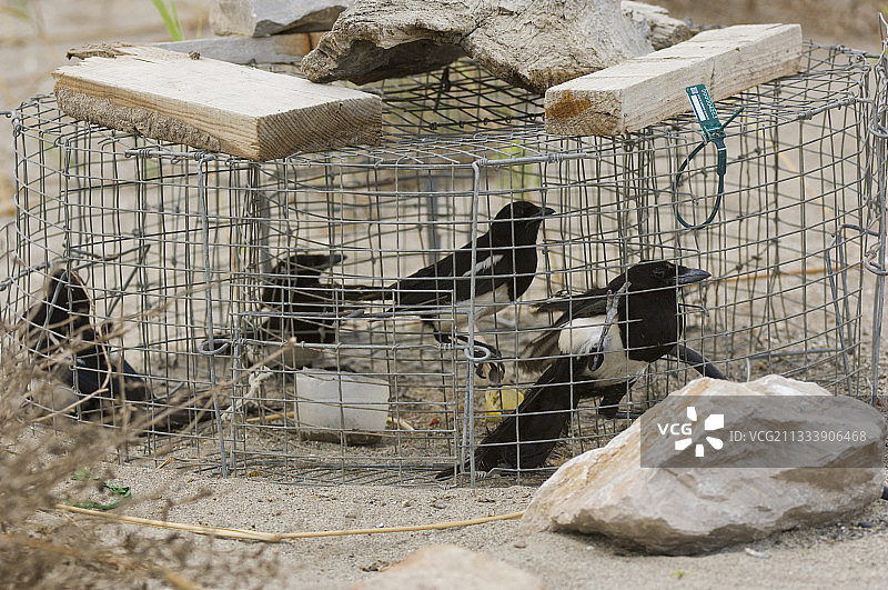 诱饵陷阱，用于捕获喜鹊以保护筑巢鸟类图片素材
