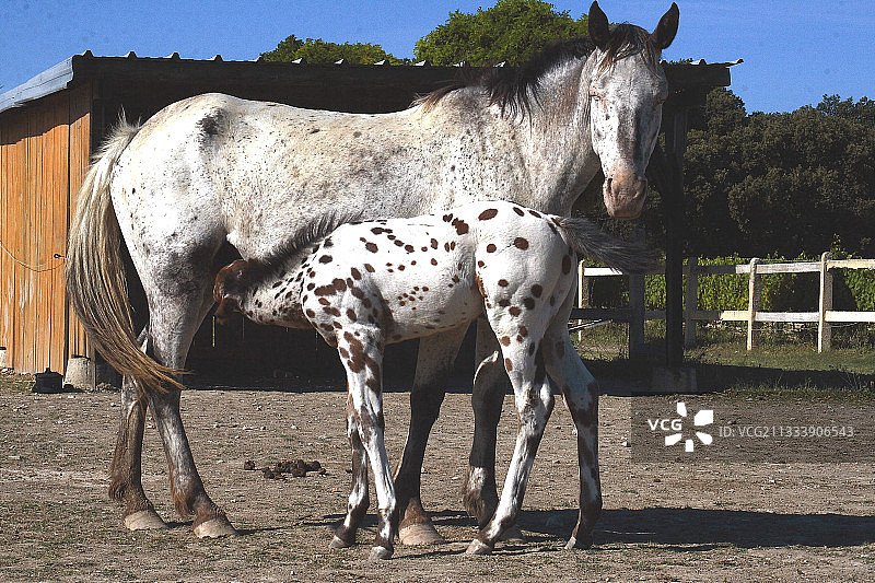 法国，母马给幼驹喂奶图片素材