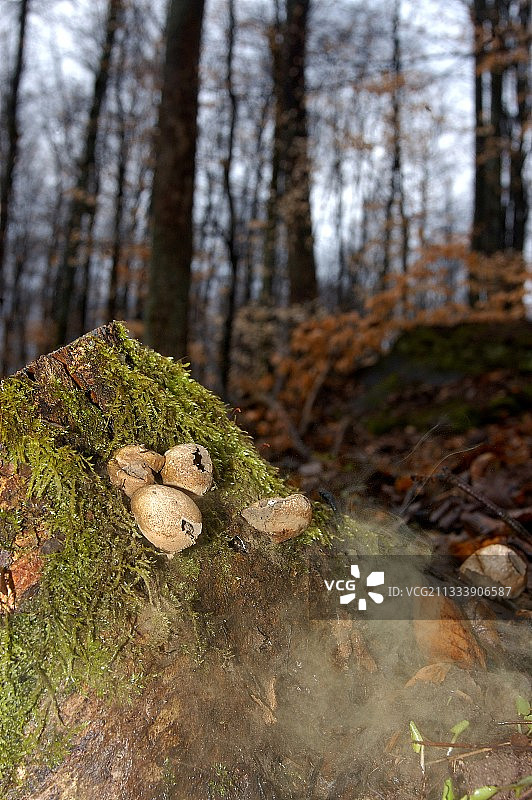 法国灌木丛中的膨胀菌图片素材