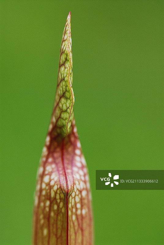 血腥猪笼草陷阱瓶的细节：食肉植物图片素材
