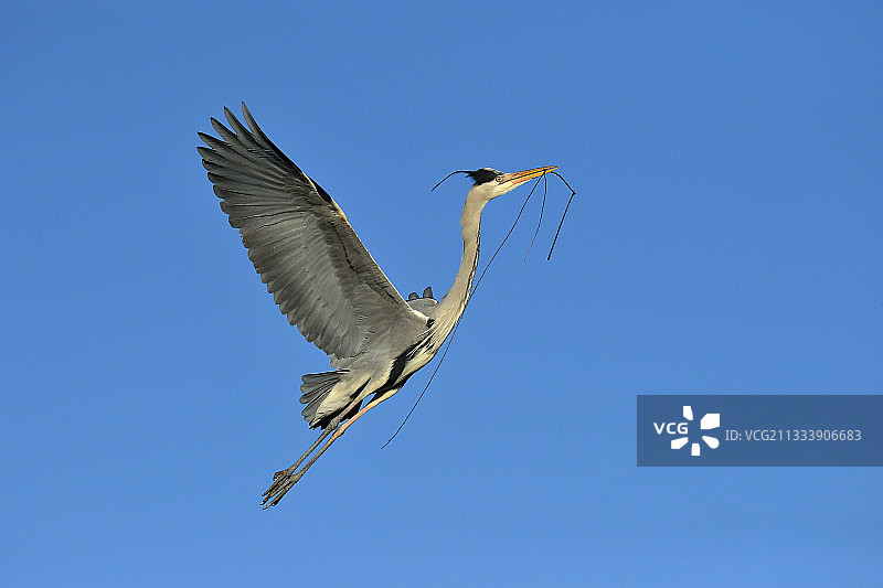 德国境内，苍鹭飞行中携带树枝图片素材