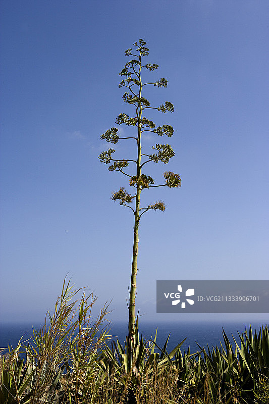 马耳他龙舌兰的鲜花图片素材