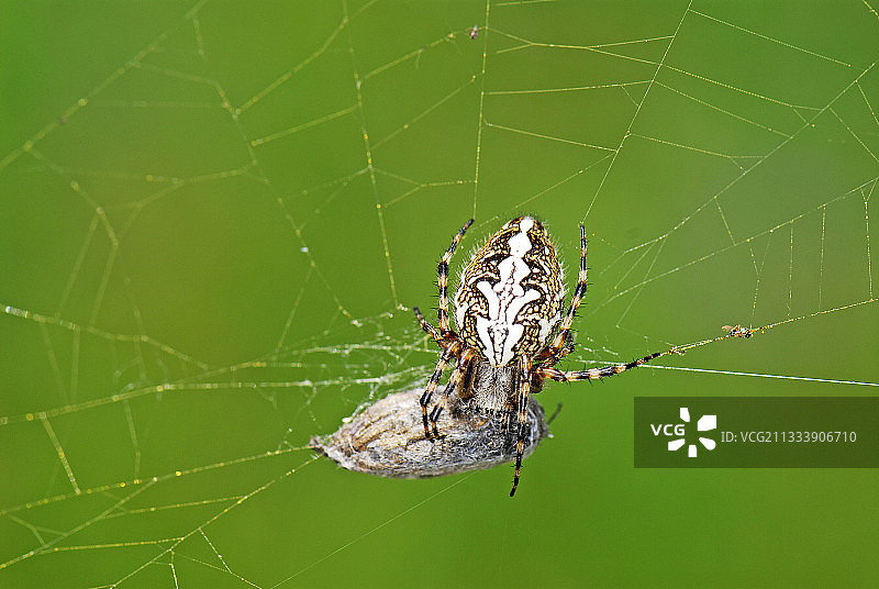 橡树蜘蛛在其蛛网上和猎物图片素材