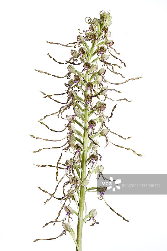 蜥蜴兰图片素材