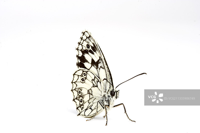 大理石纹白蝶图片素材