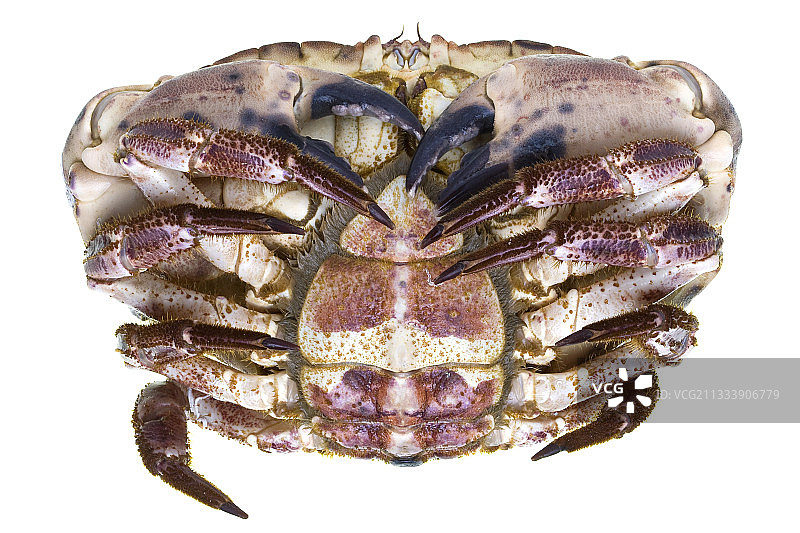 食用蟹图片素材