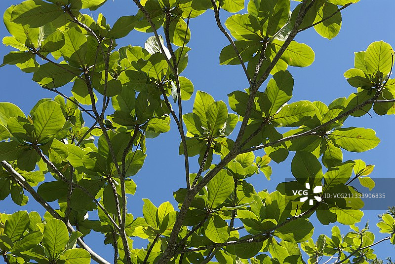 马达加斯加印度杏仁树叶图片素材