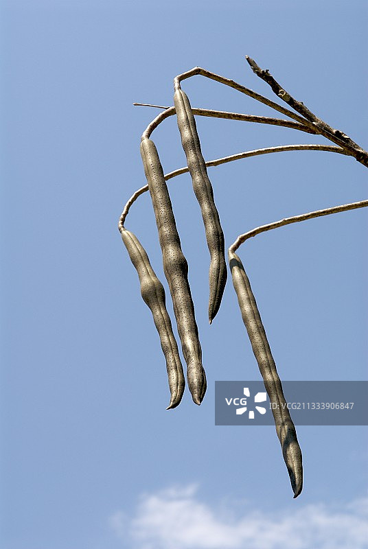 马达加斯加的辣木树荚图片素材