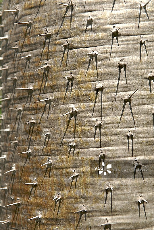 马达加斯加的带刺树皮图片素材