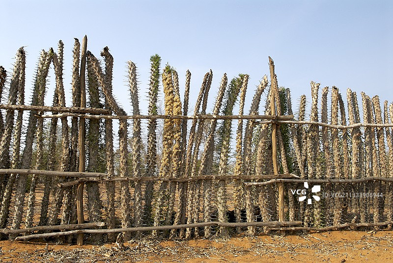 马达加斯章鱼树围栏图片素材