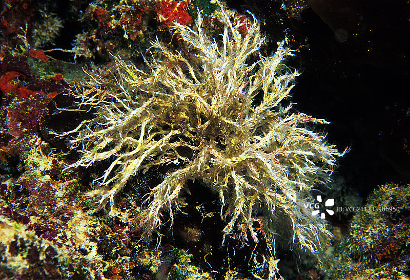 法属波利尼西亚土阿莫土群岛兰吉罗阿环礁的藻类石灰岩图片素材