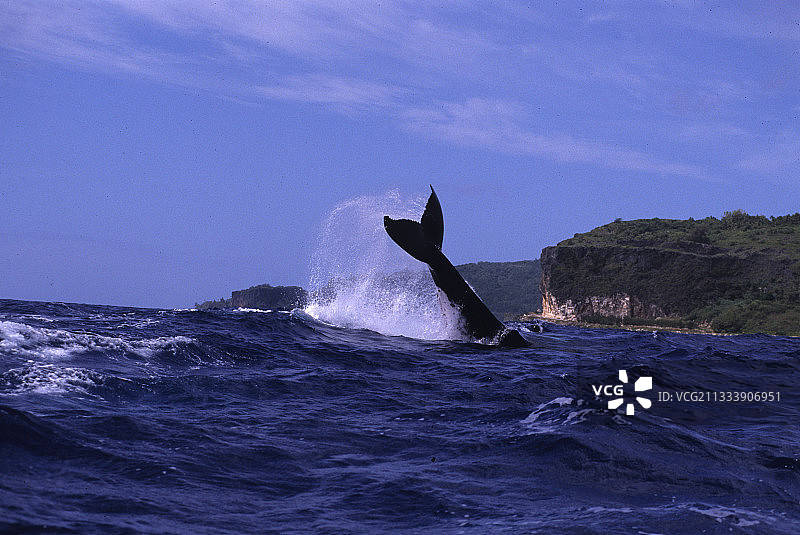 座头鲸在法属波利尼西亚鲁鲁图岛图片素材