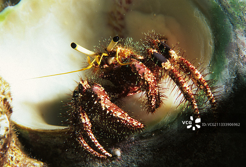 朗伊罗阿岛图阿莫图群岛的红色条纹寄居蟹图片素材