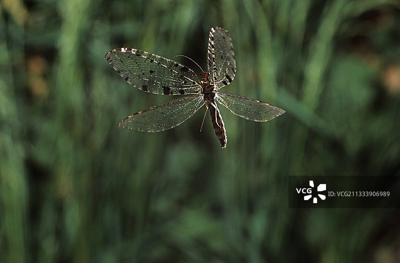 飞舞的巨大水蛉，法国图片素材