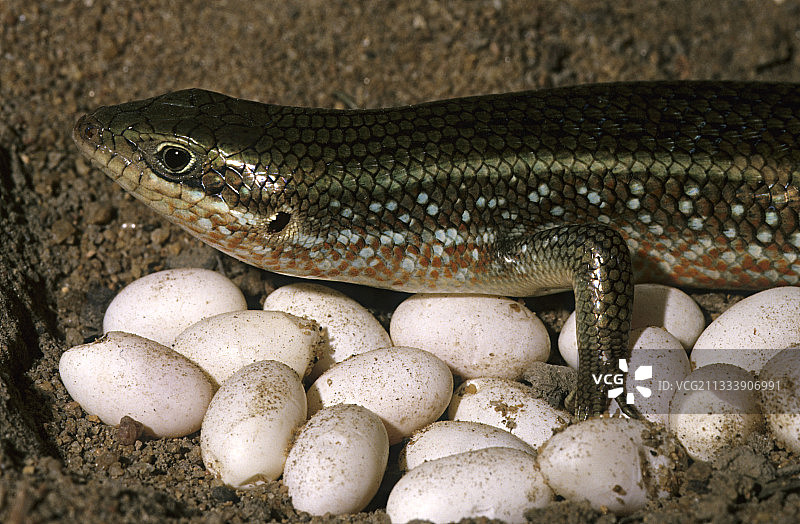 雌性石龙子在喀麦隆产卵图片素材