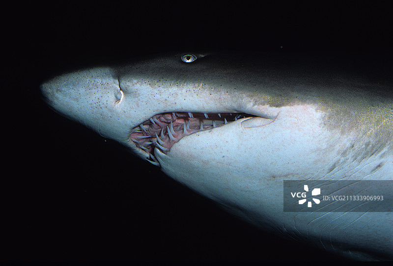 澳洲太平洋沙虎鲨图片素材